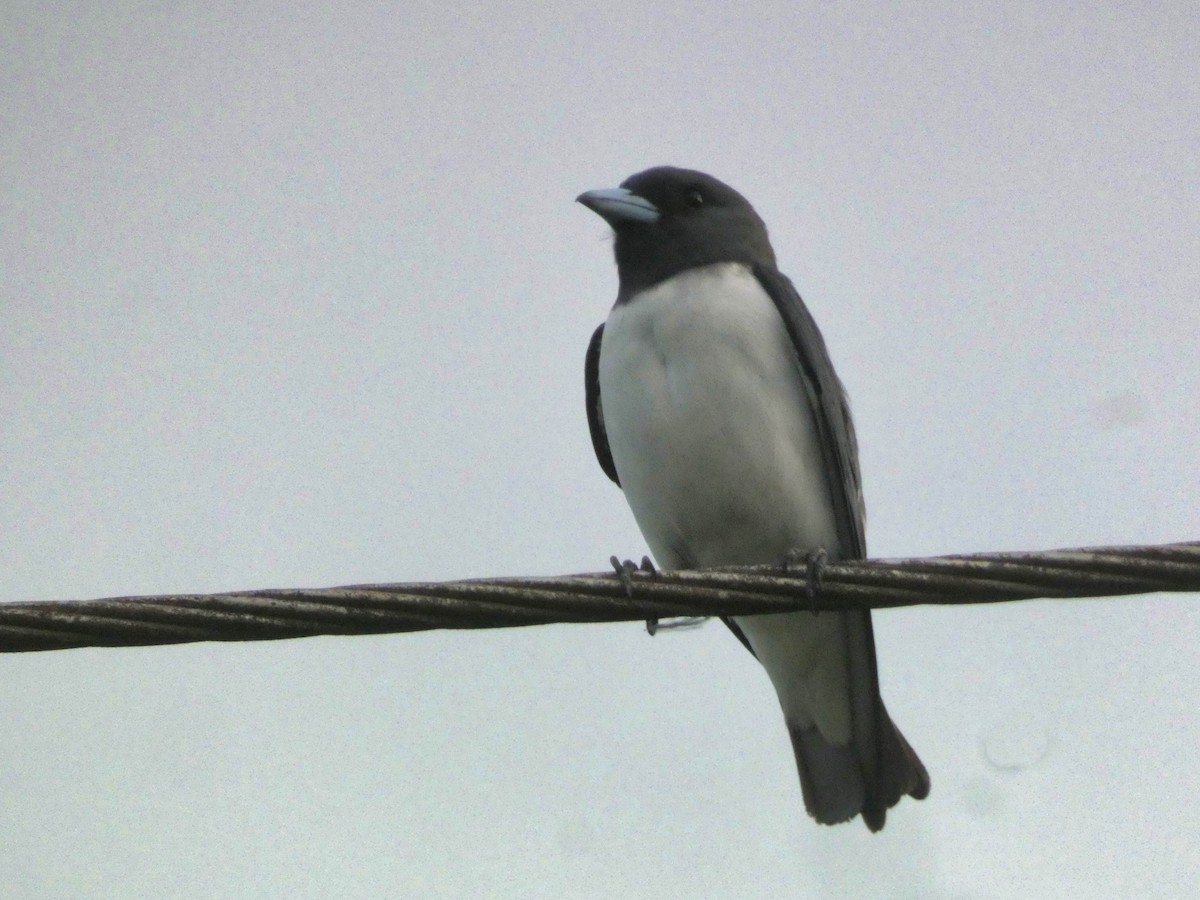 White-breasted Woodswallow - ML613303598