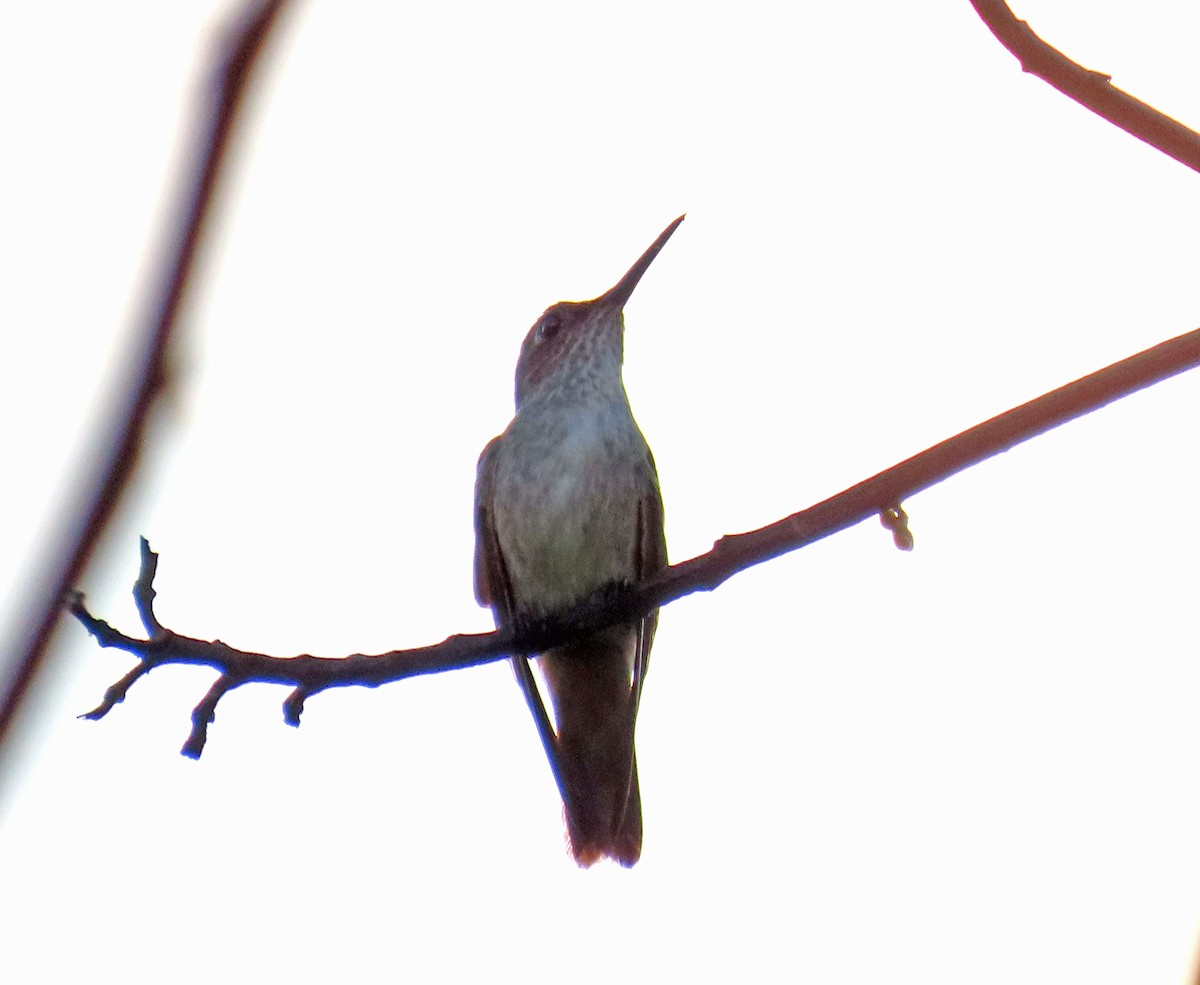 Olive-spotted Hummingbird - ML613303828