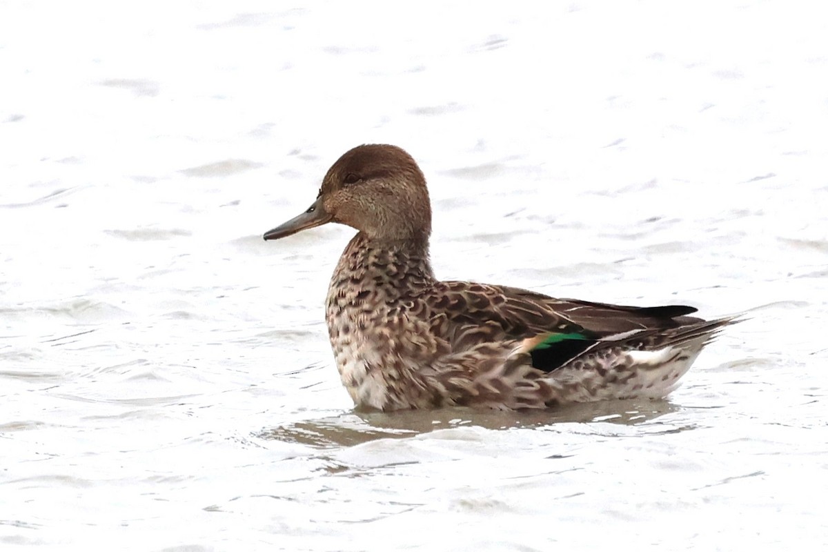 Green-winged Teal - ML613303900