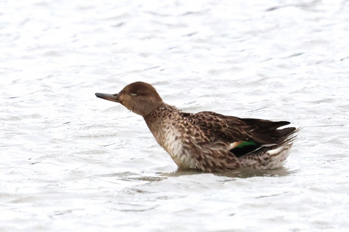 Green-winged Teal - ML613303901