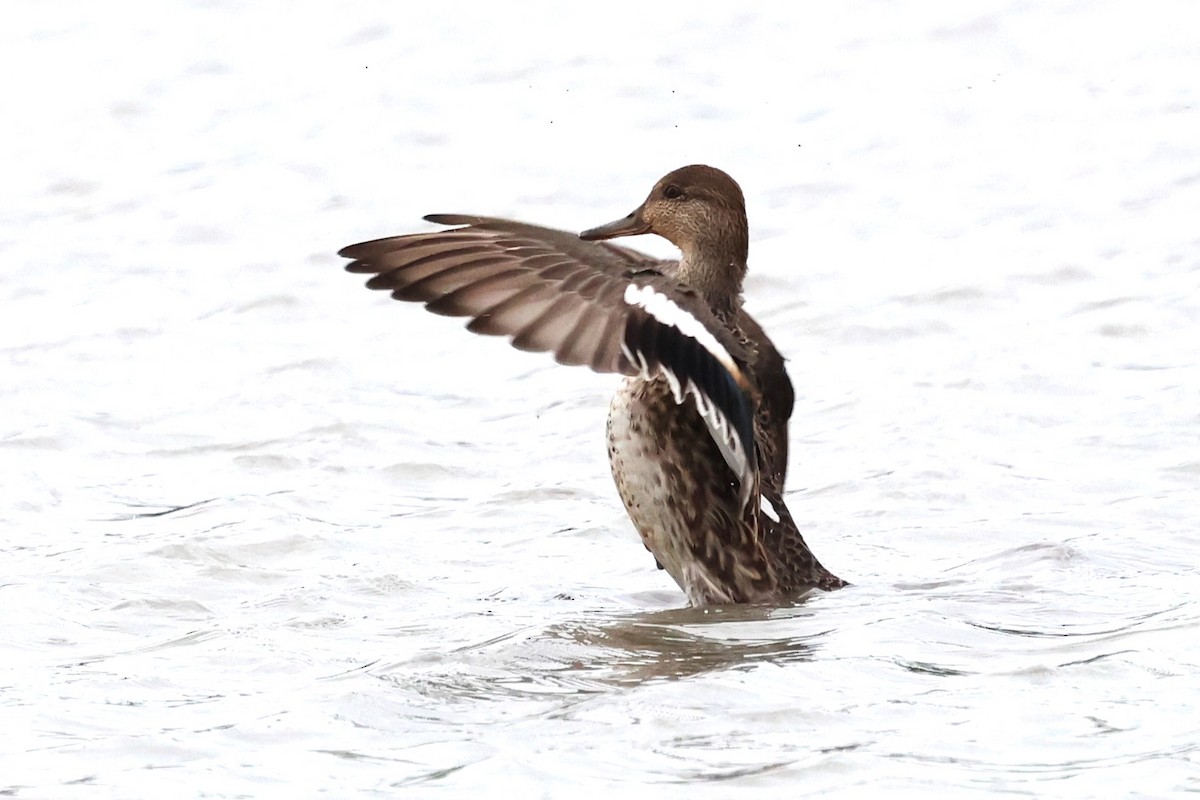 Green-winged Teal - ML613303903