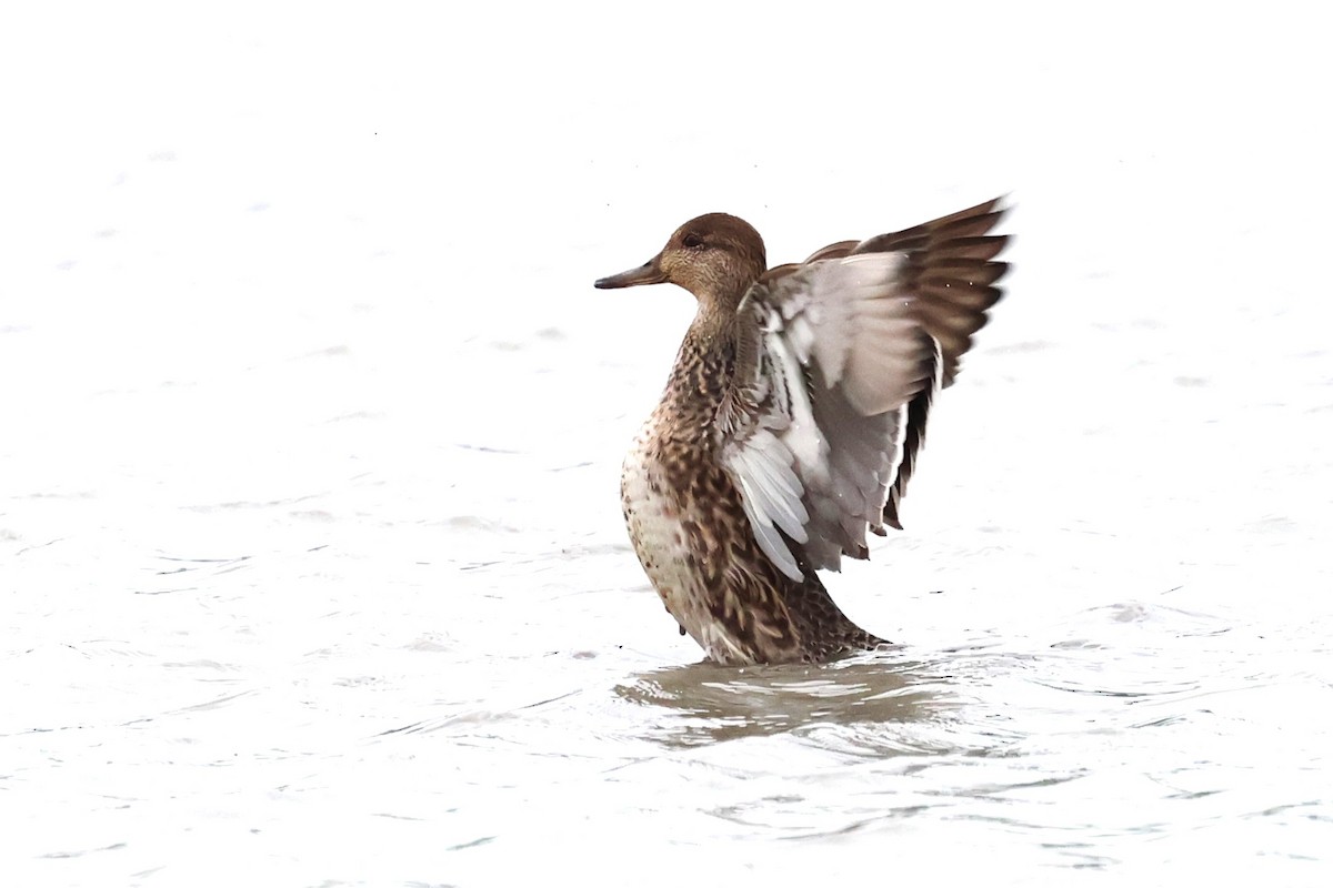 Green-winged Teal - ML613303904