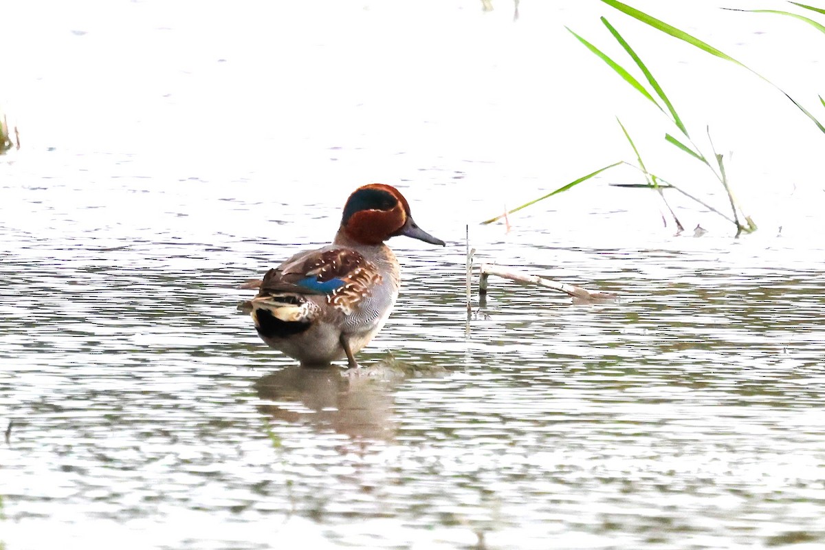 Green-winged Teal - ML613303905