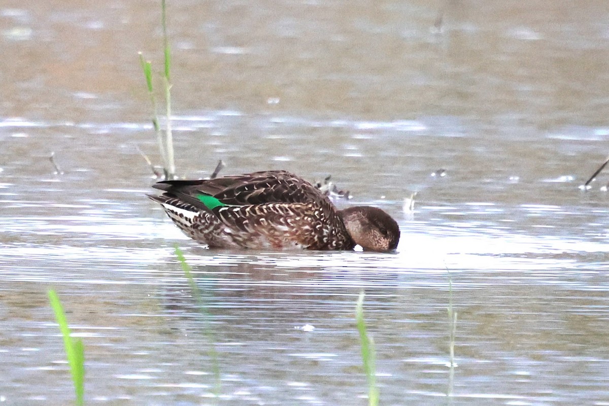 Green-winged Teal - ML613303906