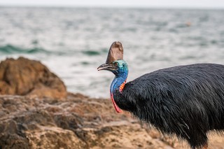 Southern Cassowary - Casuarius casuarius - Birds of the World