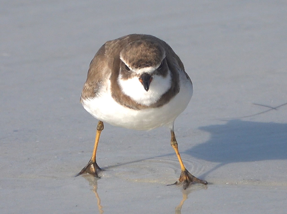 Semipalmated Plover - ML613304067