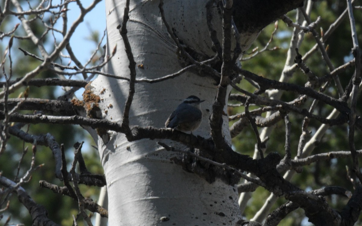 Red-breasted Nuthatch - ML613304116