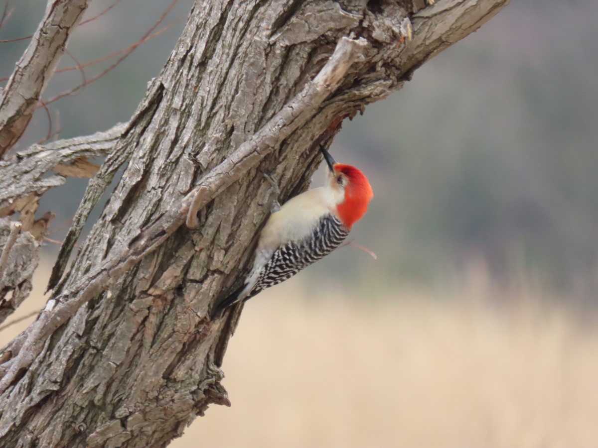 Red-bellied Woodpecker - Jeff Calhoun