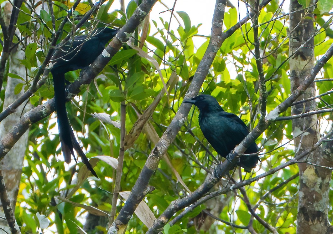 Long-tailed Starling - ML613304226