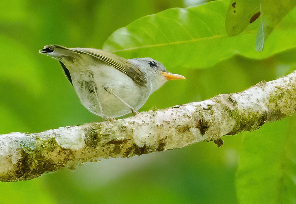 Numfor Leaf Warbler - Wilbur Goh
