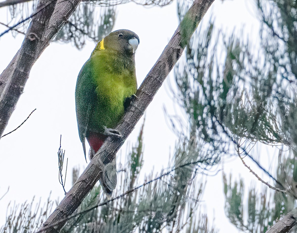 Оливковый попугай - ML613304363