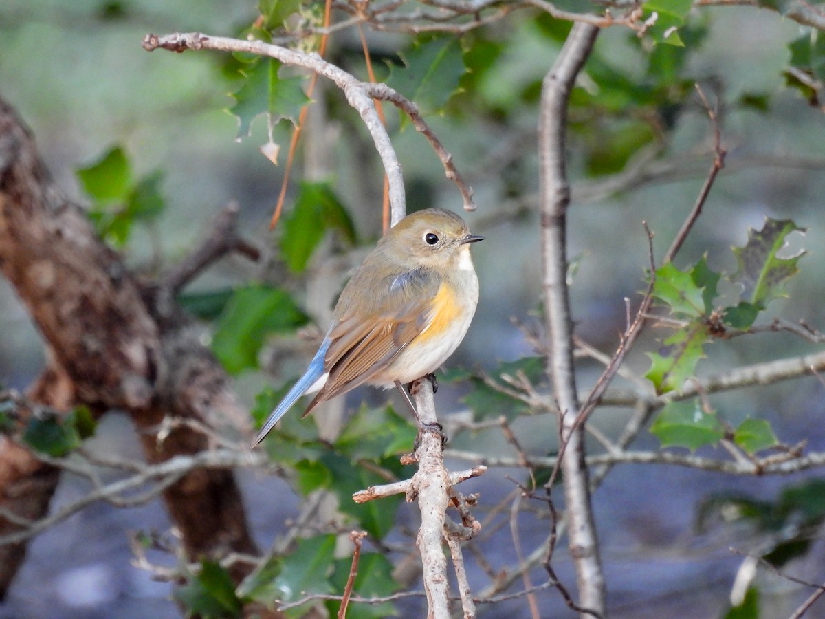 Red-flanked Bluetail - ML613304395