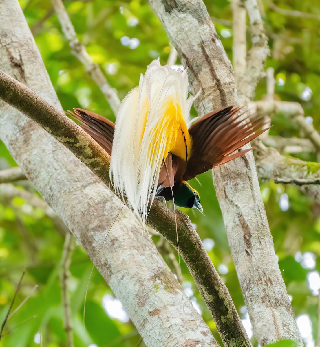 Lesser Bird-of-Paradise - Wilbur Goh