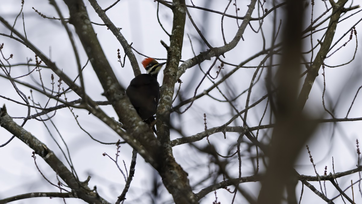 Pileated Woodpecker - ML613304422