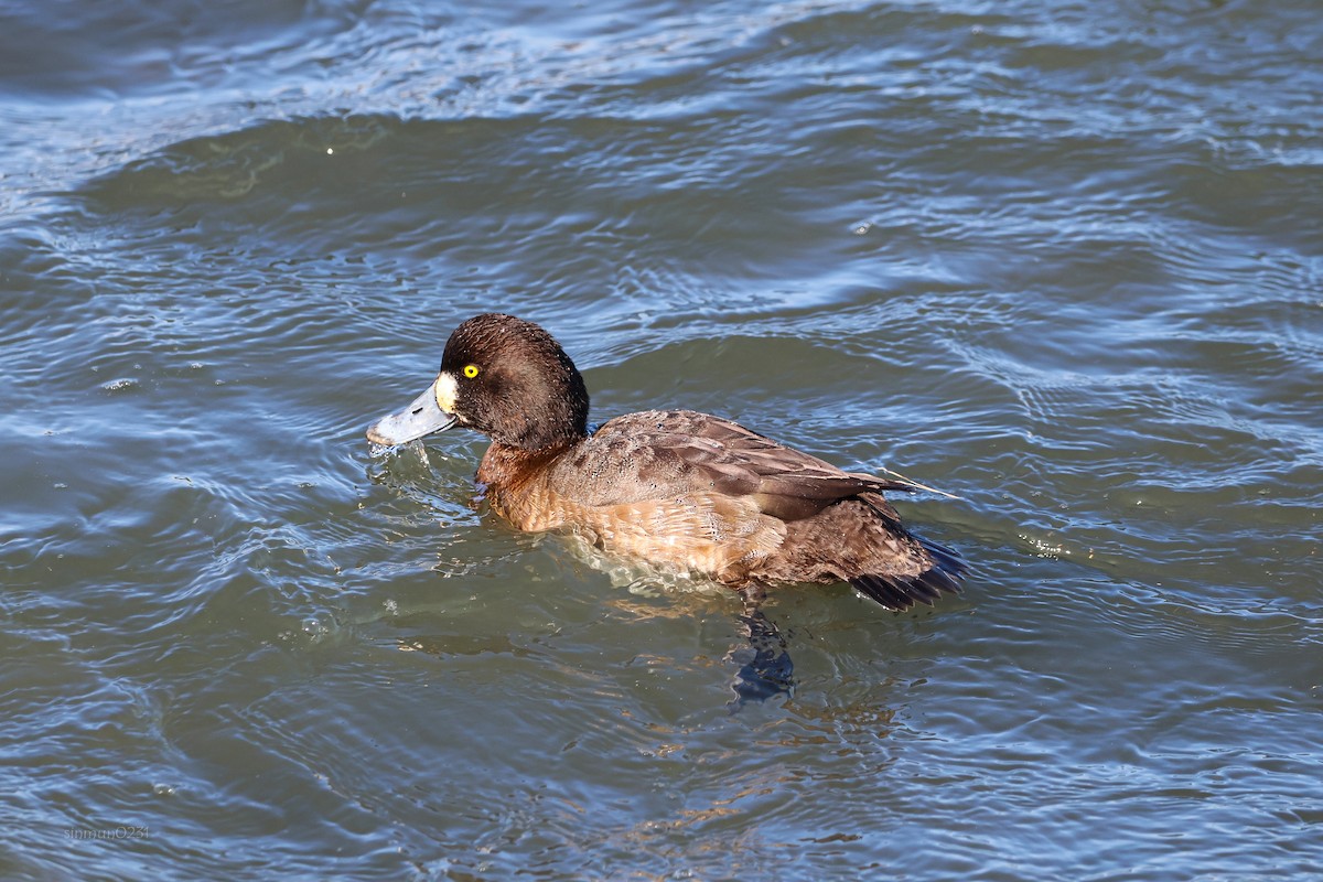 Greater Scaup - ML613304433