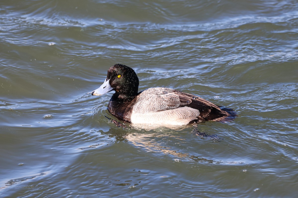 Greater Scaup - ML613304434