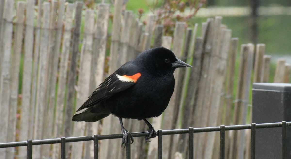Red-winged Blackbird - Stephen Cox
