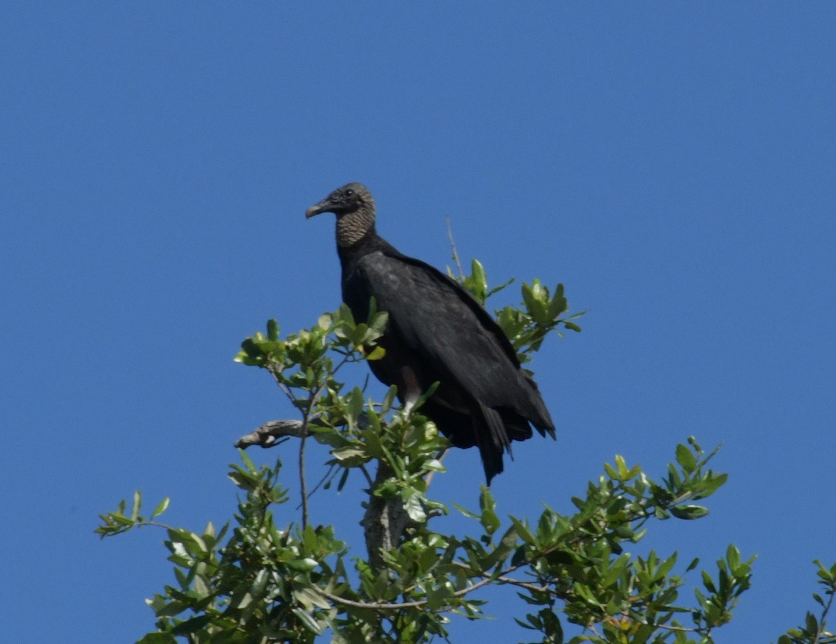 Black Vulture - ML613304496