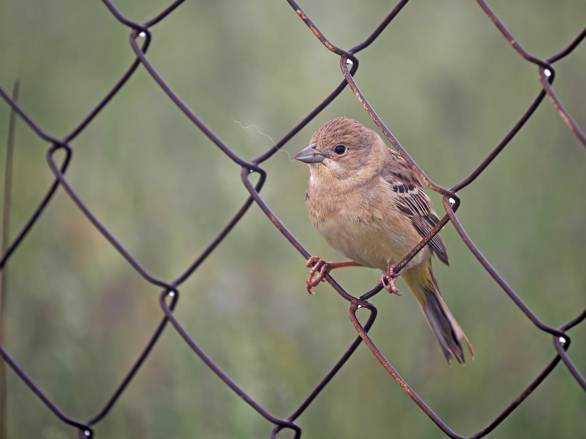 Red-headed Bunting - ML613304905