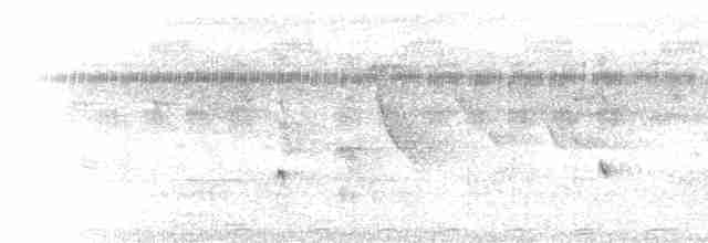 Northern Fantail (Seram) - ML613305105