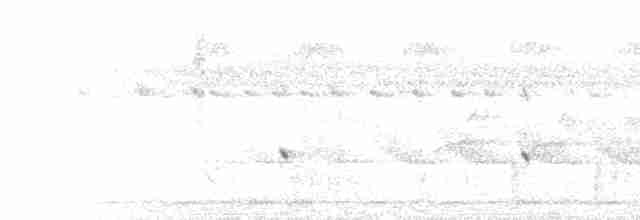 Northern Fantail (Seram) - ML613305106