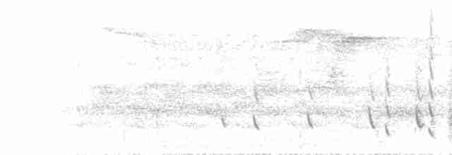 Northern Fantail (Seram) - ML613305108