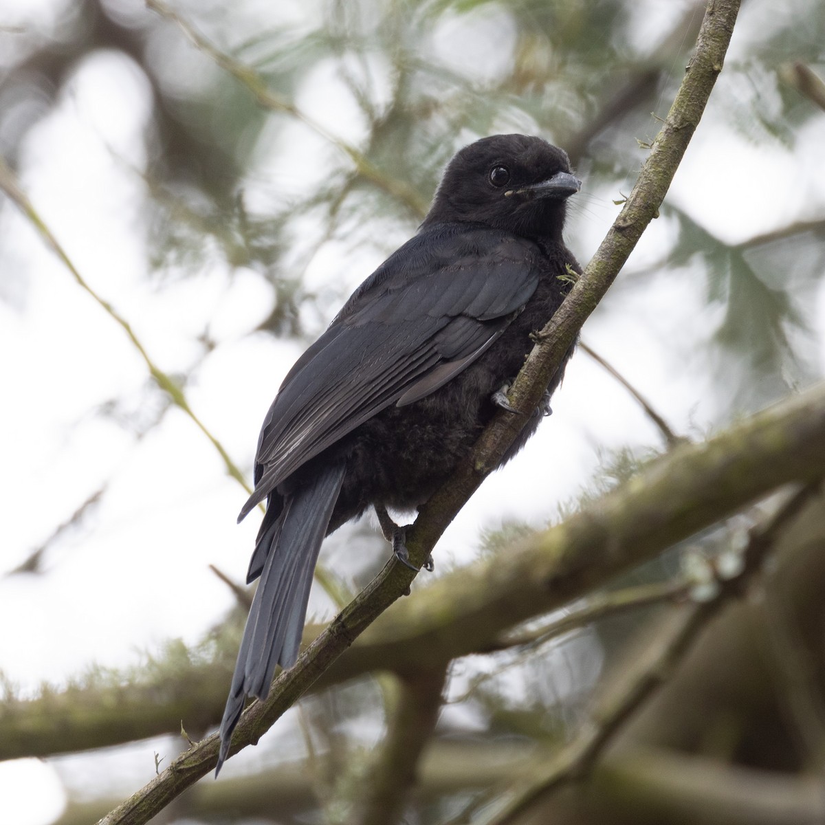 Fork-tailed Drongo - ML613305122