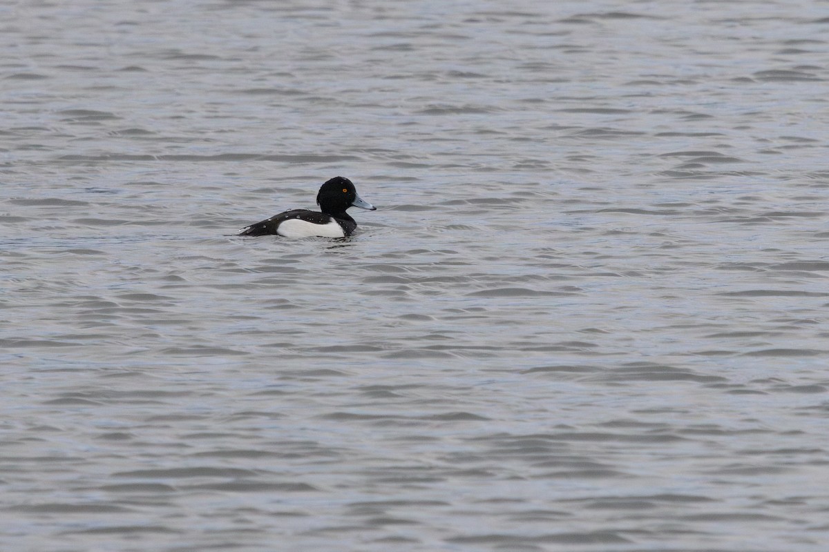 Tufted Duck - ML613305143