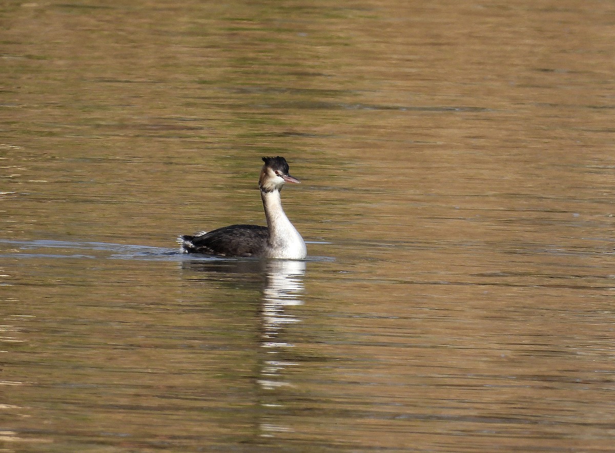 Great Crested Grebe - ML613305147