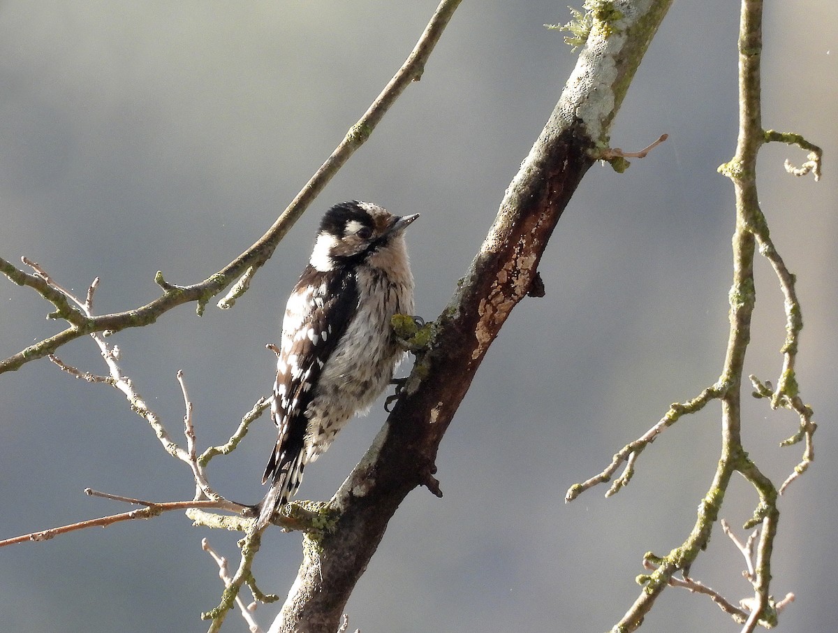 Lesser Spotted Woodpecker - ML613305180