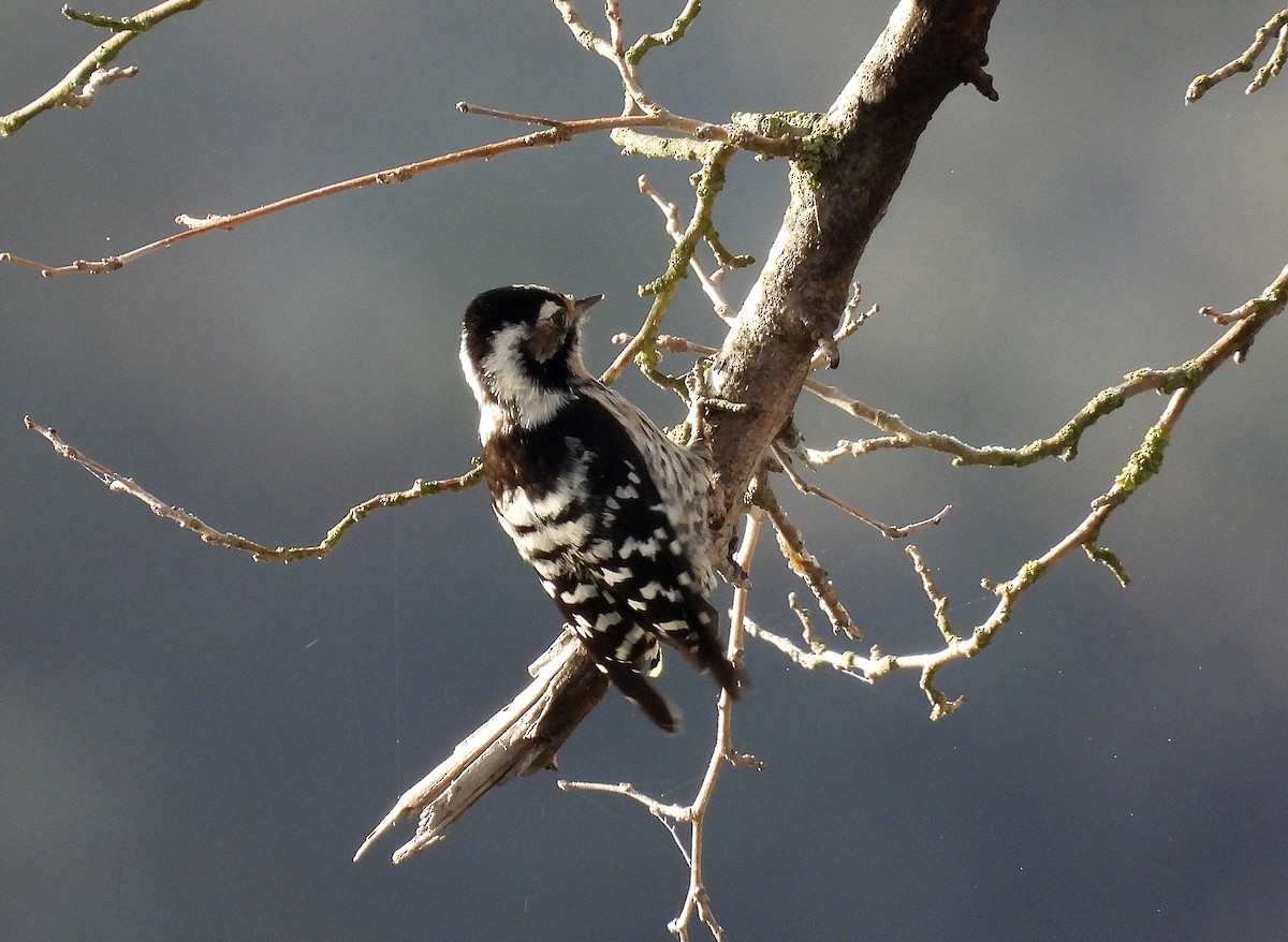 Lesser Spotted Woodpecker - ML613305185