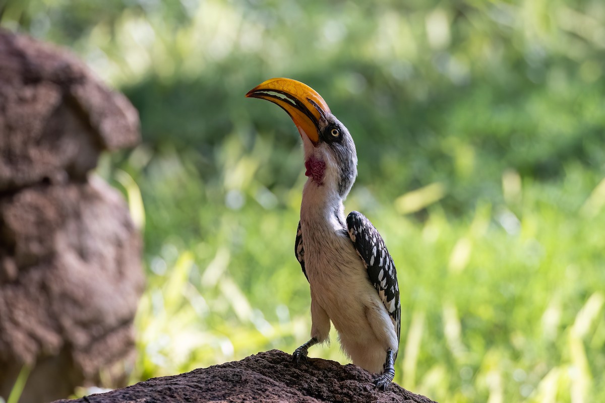 Eastern Yellow-billed Hornbill - Steve Potter