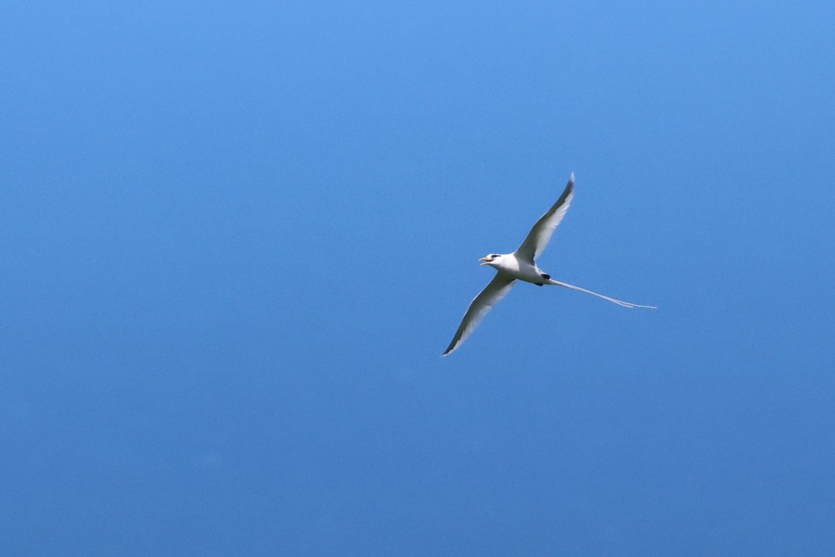 White-tailed Tropicbird (Indian Ocean) - ML613305300