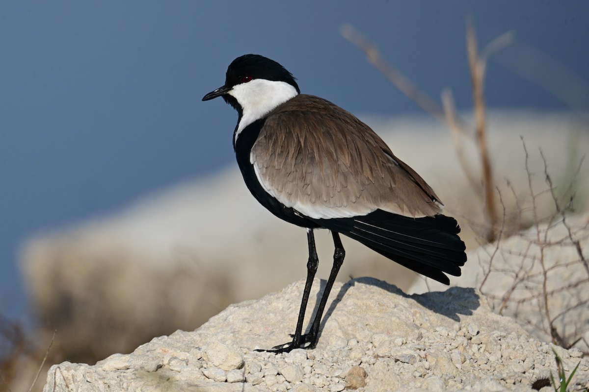 Spur-winged Lapwing - Uriel Levy