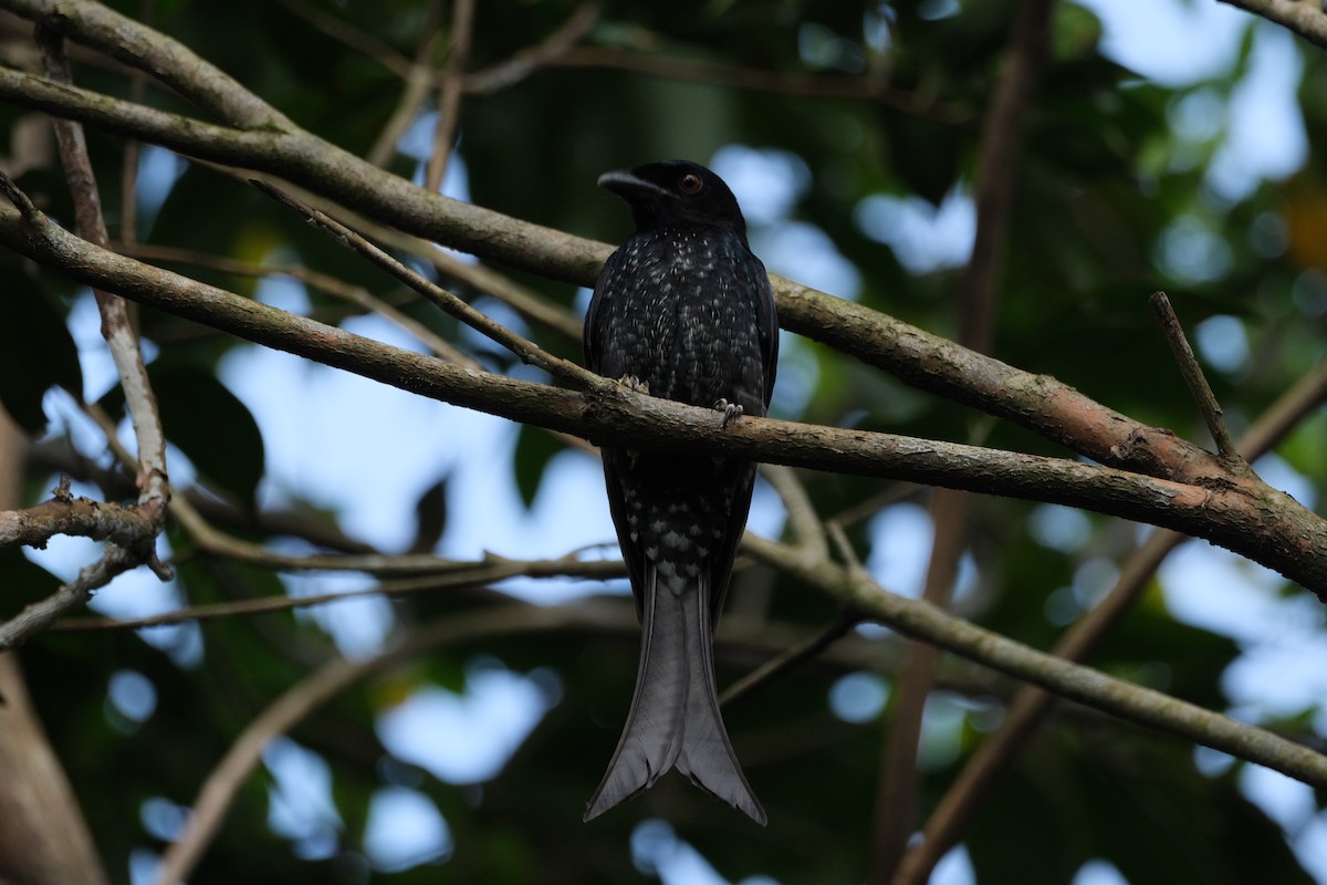 Crow-billed Drongo - ML613305376