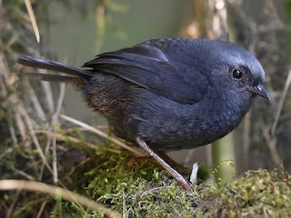  - Diademed Tapaculo