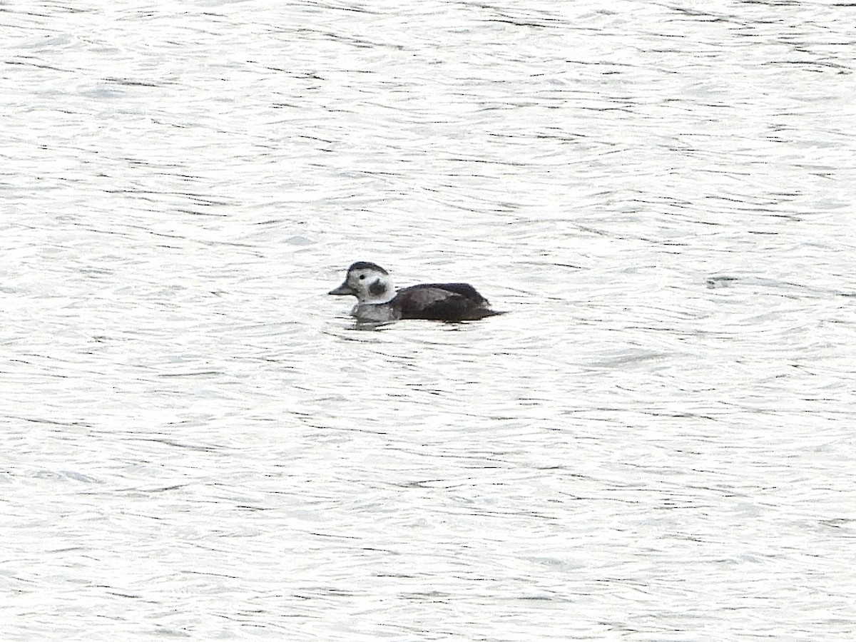 Long-tailed Duck - ML613305604