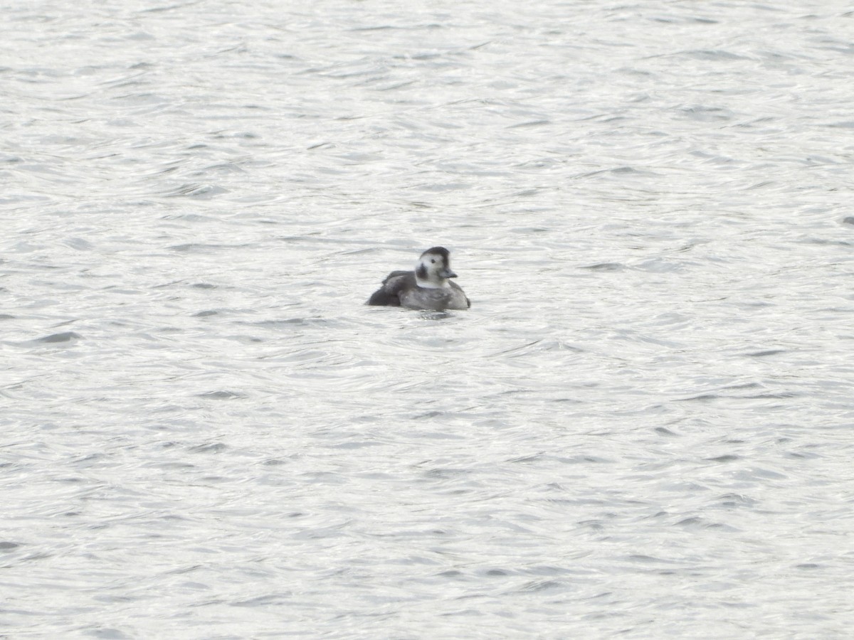 Long-tailed Duck - ML613305605