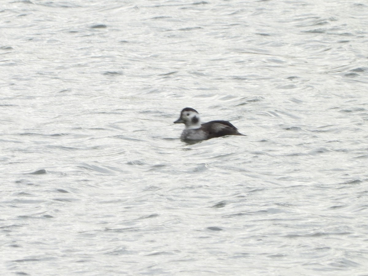 Long-tailed Duck - ML613305606