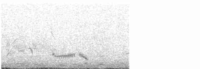 Weißbugtäubchen - ML613305658