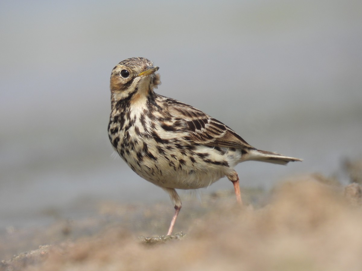 Red-throated Pipit - ML613305846