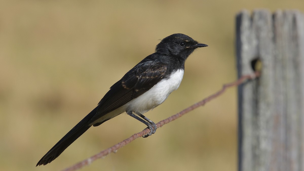 Willie-wagtail - ML613305912