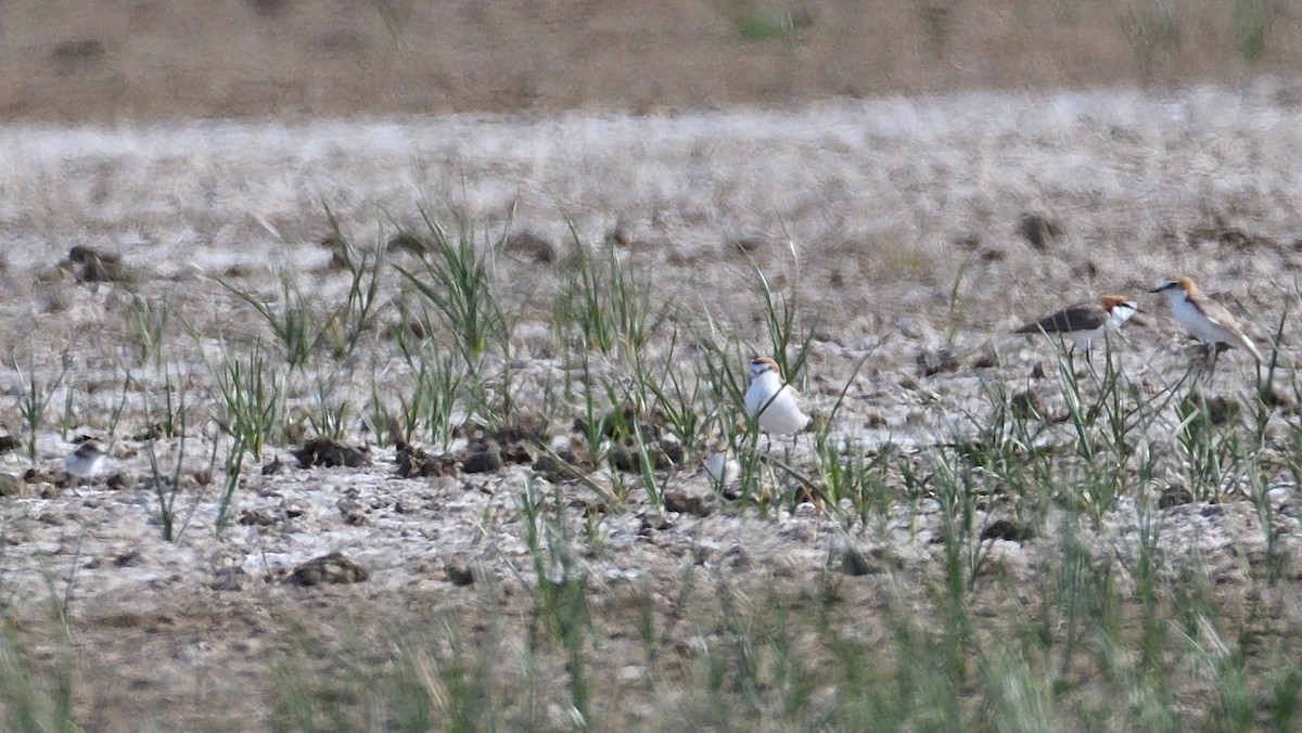 Red-capped Plover - ML613305926
