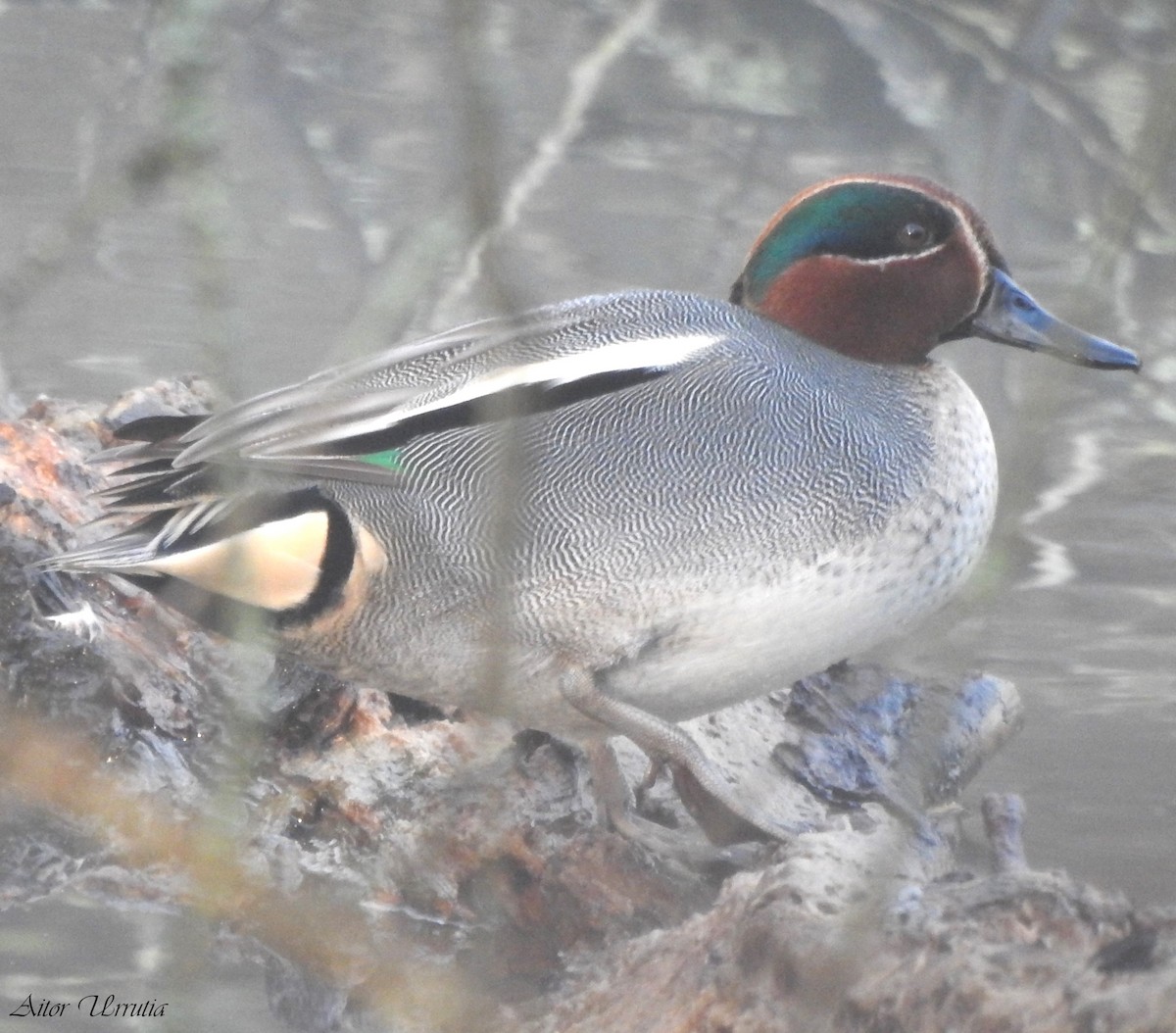 Green-winged Teal - ML613306108