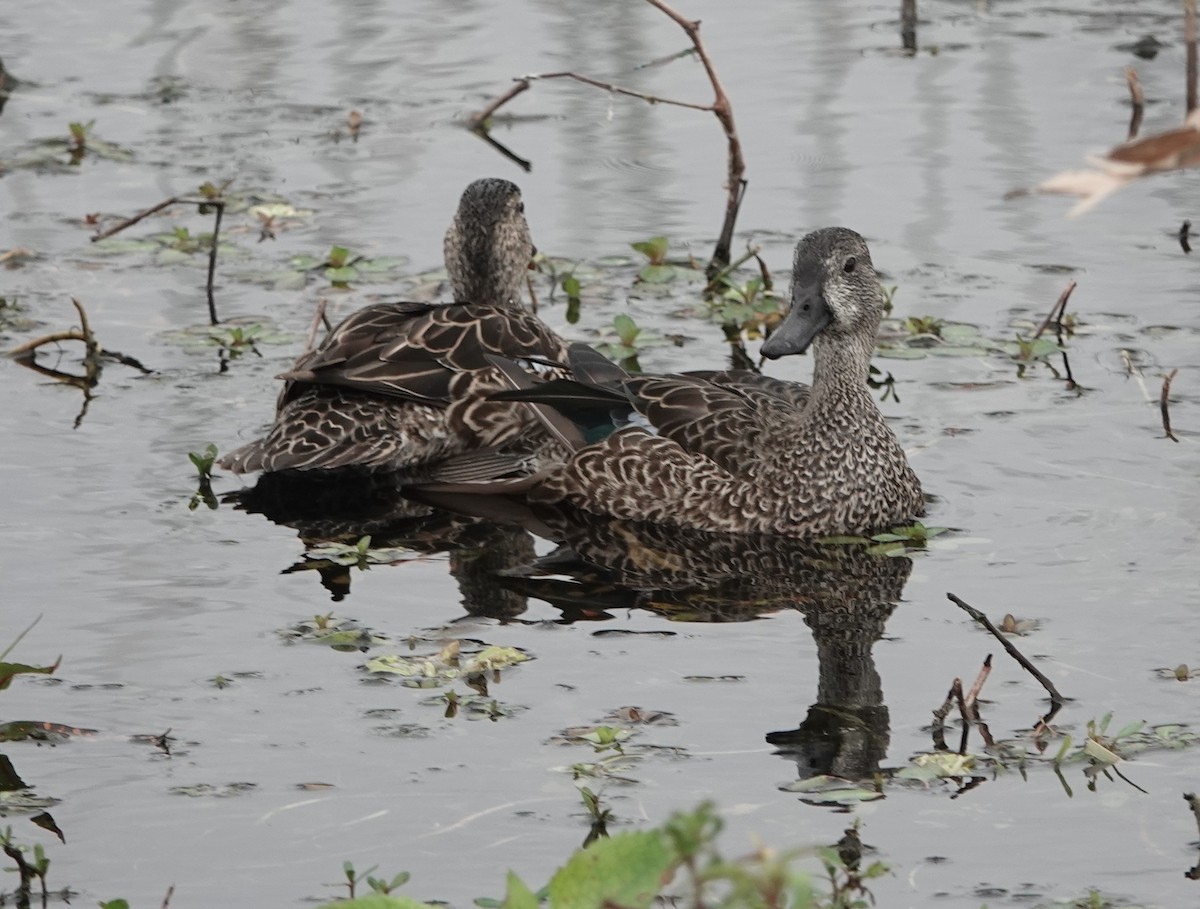 eBird Checklist 8 Jan 2024 The Celery Fields 27 species