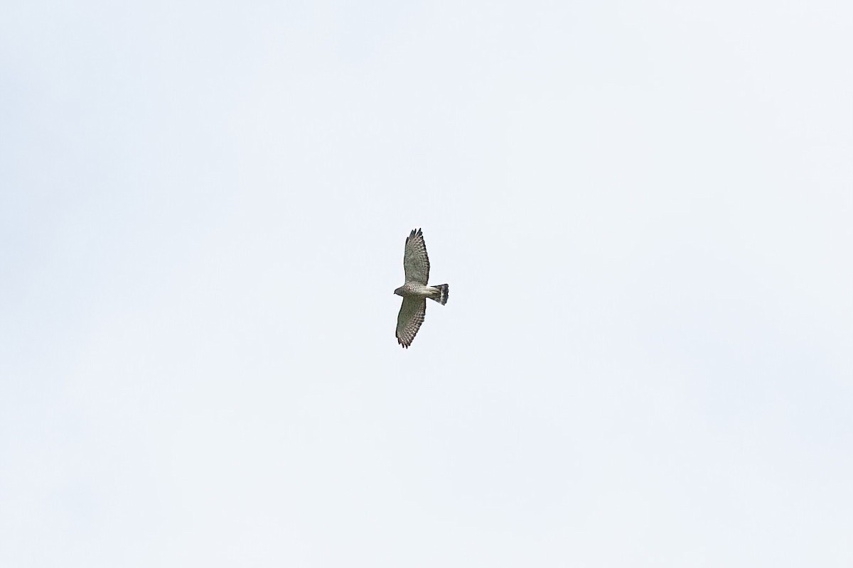 Broad-winged Hawk - ML613306515