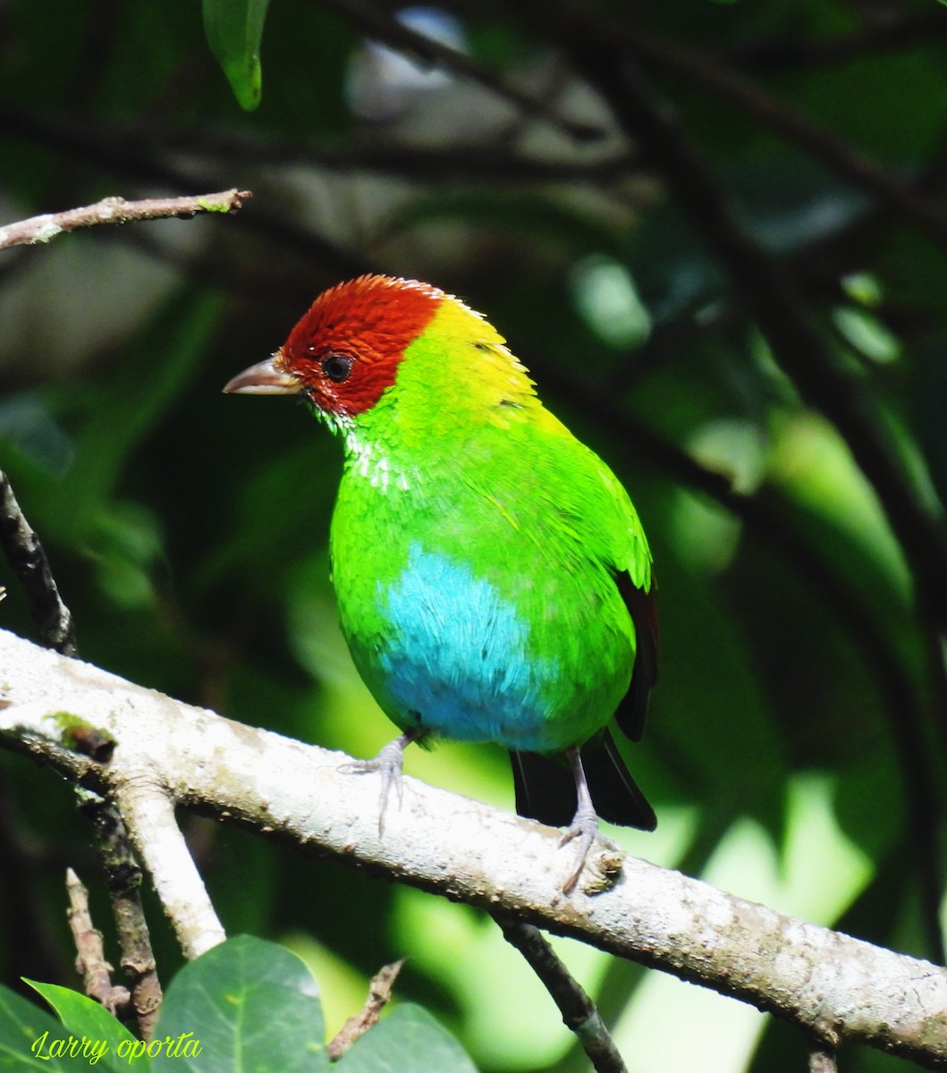 Rufous-winged Tanager - ML613306557