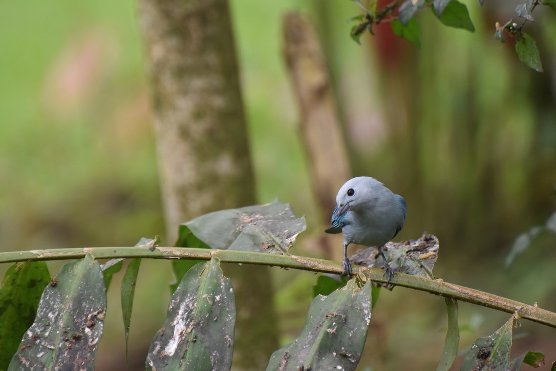 Blue-gray Tanager - ML613306800