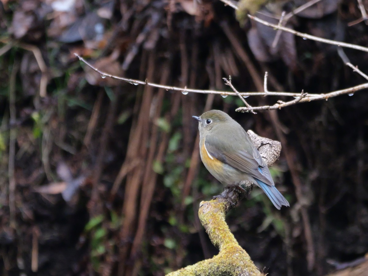 Red-flanked Bluetail - ML613306881
