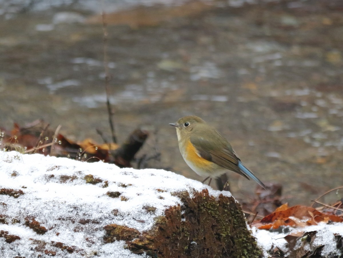 Red-flanked Bluetail - ML613306882